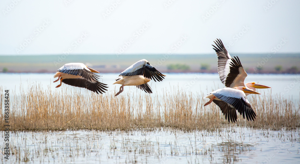 Fototapeta premium A flock of pelican birds walks along the blue lake of Cyprus. Flying pelicans in the blue sky. Waterfowl at the nesting site.