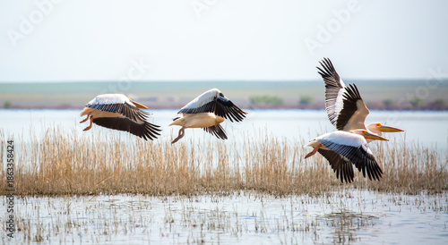 A flock of pelican birds walks along the blue lake of Cyprus. Flying pelicans in the blue sky. Waterfowl at the nesting site.
