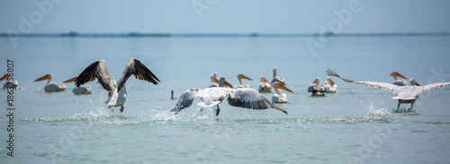 A flock of pelican birds walks along the blue lake of Cyprus. Flying pelicans in the blue sky. Waterfowl at the nesting site.