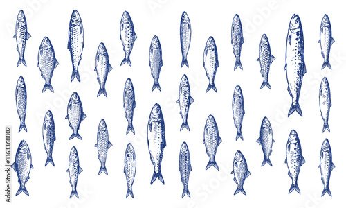 Hand drawn sardine species vector set, isolated fish illustrations