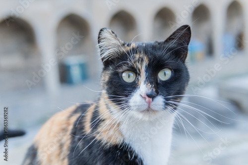 Cats living and walking the streets of Baku