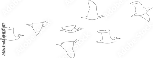 Minimalist line art vector illustration of geese. Set of bird outlines in various natural poses, including standing and feeding positions.