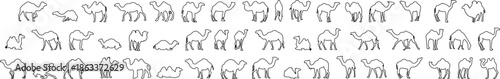 Large vector set of camel silhouettes in minimalist line art. Includes dromedary and bactrian camels in diverse poses like walking, sitting, and standing.