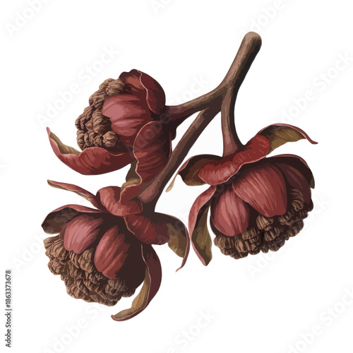 Rich red floral buds on branch isolated on white background, Vector
