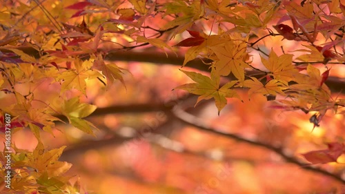 黄色く紅葉したモミジの葉