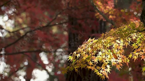 黄色く紅葉したモミジの葉