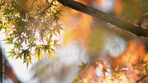 黄色く紅葉したモミジの葉