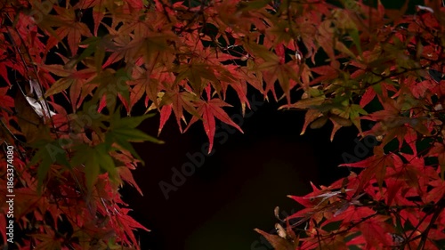 赤く紅葉したもみじの葉