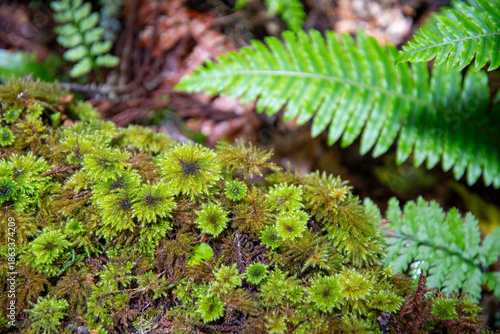moss on the tree in the New Zealand Rain Forest