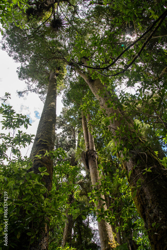 New Zealand rain forest trees. Ruapehu district