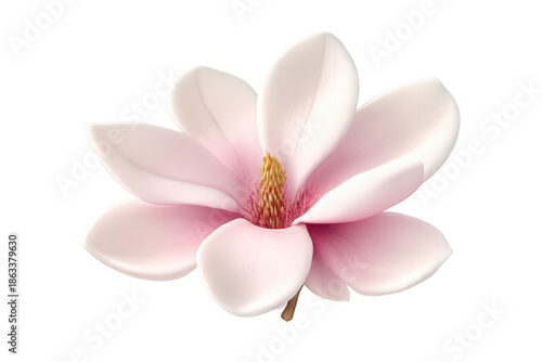 Pink magnolia flower blooming in spring, soft petals creating a vibrant floral botany design with transparent background