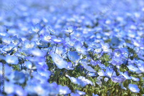 広島　春　ネモフィラ　花夢の里