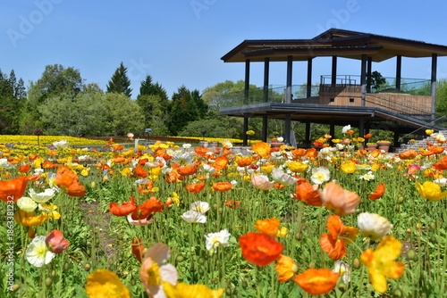 ポピー　広島　備北丘陵公園　国営備北丘陵公園