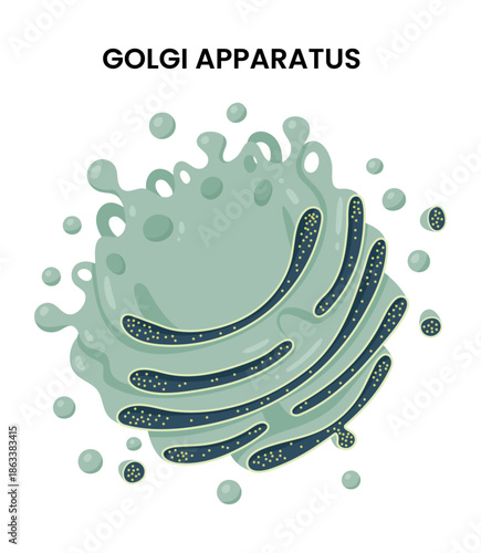 Vector Illustration of Golgi apparatus structure.	