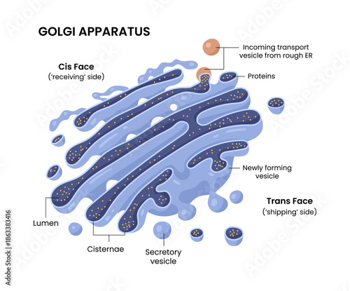 Vector Illustration of Golgi apparatus structure.	