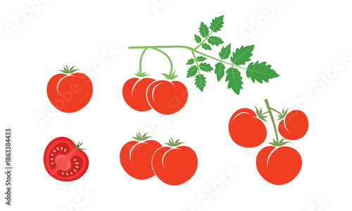 Fresh Red Tomato Isolated on White Background – Vector Illustration, Ripe Tomato Vegetable