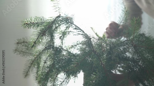  4K footage of a young woman fixing green freshly cut fir-tree coniferous branches bouquet in clay vase with bright sun light with sunrays background.