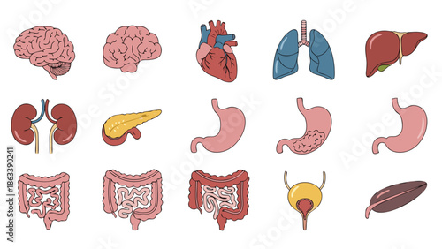 Human internal organs icon set with brain, heart, lungs and digestive system for medical UI and education