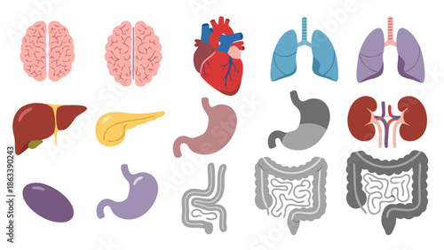 Human internal organs icon set with brain, heart, lungs and digestive system for medical UI and education