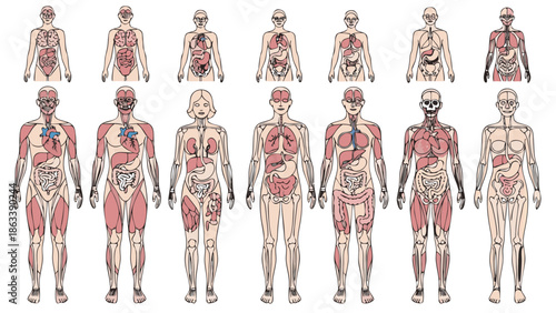 Detailed human skeleton and muscle anatomy parts illustration set for medical education, fitness and science visuals