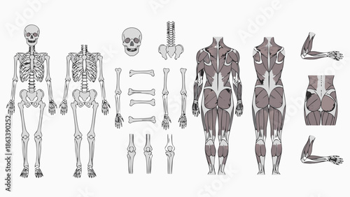 Detailed human skeleton and muscle anatomy parts illustration set for medical education, fitness and science visuals