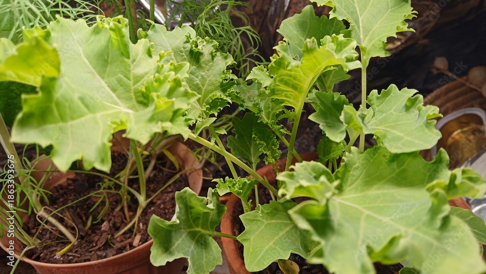 Fototapeta premium lettuce in the garden
