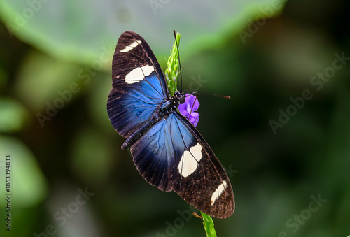 Heliconius sara (Papillon)