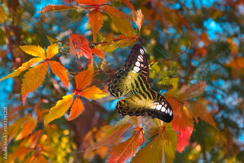 Parthenos sylvia (Papillon)