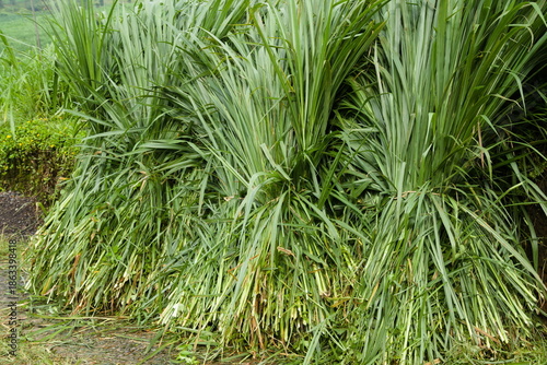 Fotografía Freshly harvested rumput gajah (Napier grass) bundled and ready for animal fodder in rural Indonesia, highlighting sustainable agriculture