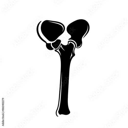 A black and white illustration of a human hip bone