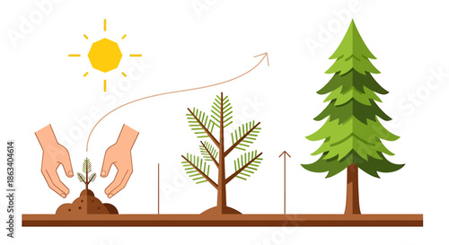 tree growth stages from seedling to mature pine tree with hands planting