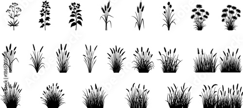 Wild grass and meadow flower silhouettes set, black botanical icons of weeds, bulrush, wheat and garden plants, nature organic floral vector elements collection,