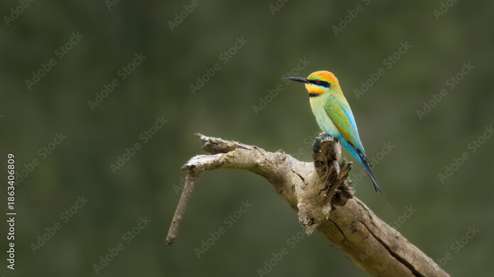Fototapeta premium Rainbow Bee-eater perched on branch against blurred background