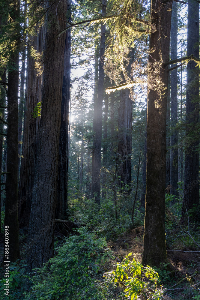 Obraz premium Morning light rays in a redwood forest