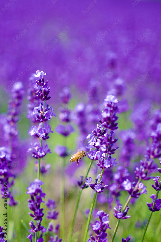 Obraz premium 札幌 幌見峠のラベンダー畑と一匹のミツバチ（より）