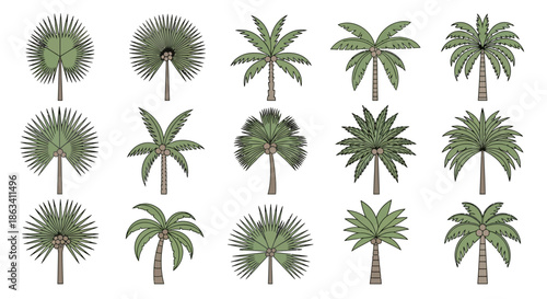 Collection of Various Palm Trees Isolated.