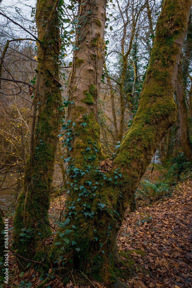 Obraz premium Walking in Humford Woods, Autumn Textures and Trees, November 2025.