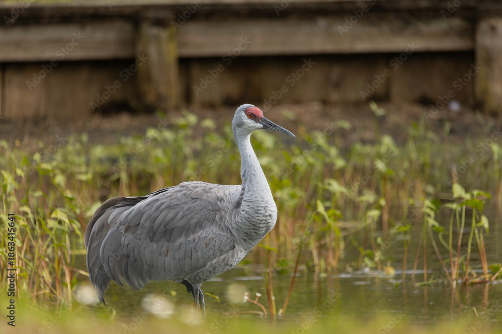 Obraz premium Sandhill cranes forage peacefully along the edge of a beautiful pond in Tampa Bay, Florida, surrounded by calm waters and lush greenery. Their tall silhouettes and graceful movements reflect softly on