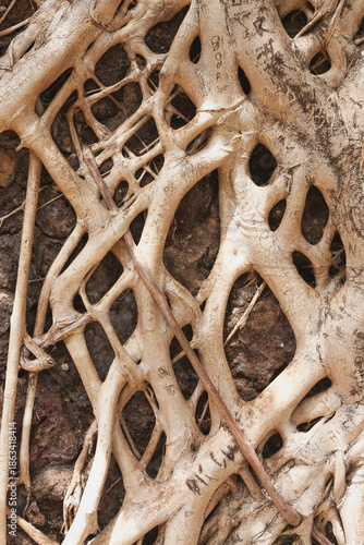Aerial roots
