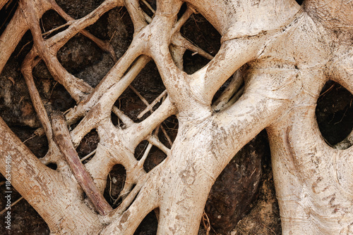 Aerial roots