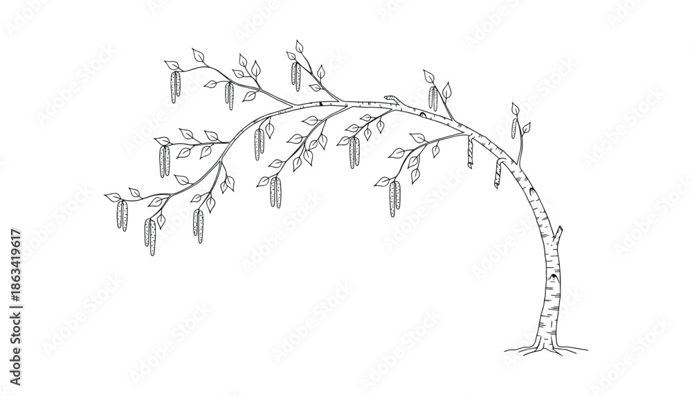 Fototapeta premium Beautiful birch tree illustration on transparent background isolated vector design