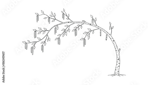 Beautiful birch tree illustration on transparent background isolated vector design