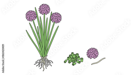 Illustration of chives with flowers whole sliced and a single leaf on transparent background