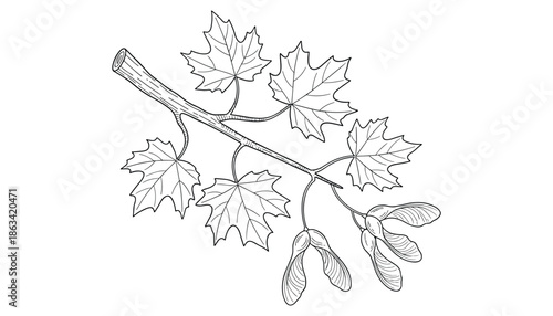 Maple branch with leaves and seeds vector drawing for design and decoration autumn theme