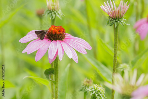 Dun Skipper, Euphyes vestris,  nectaring on Purple Coneflower