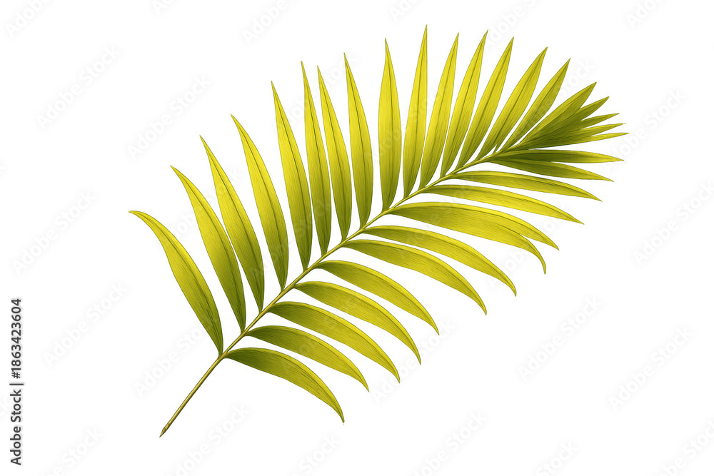 Fototapeta premium Palm leaf vector illustration, a vibrant green exotic branch for tropical summer designs, foliage on transparent background