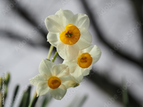 冬に咲くスイセンの白い花