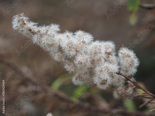 セイタカアワダチソウの線毛