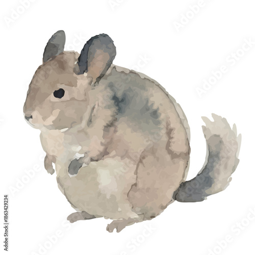 Watercolor-style chinchilla illustration／チンチラ