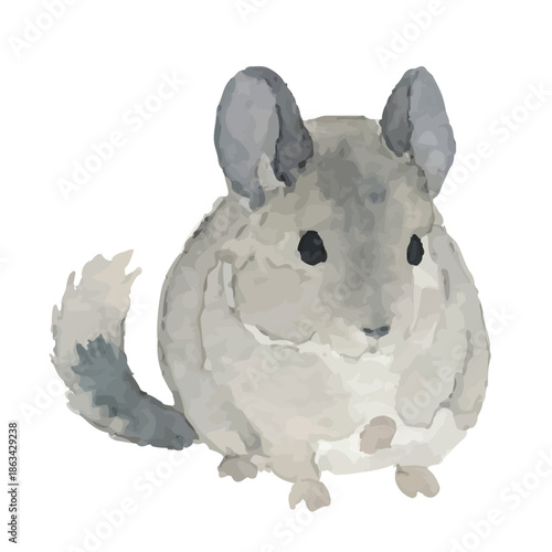 Watercolor-style chinchilla illustration／チンチラ